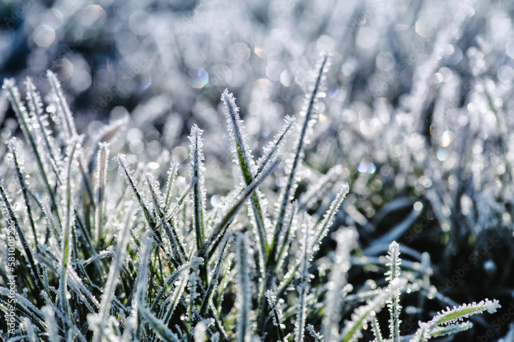 frost ice crystals on grass in garden.