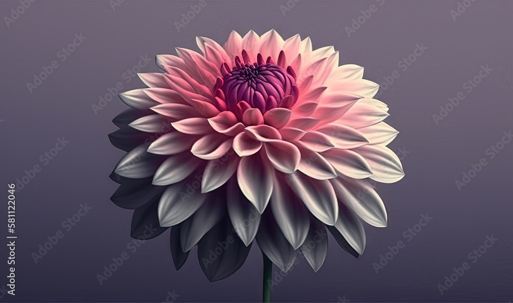  a pink and white flower on a purple background with a black center in the center of the flower, wit