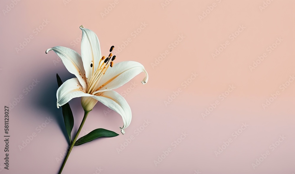  a single white lily on a pink background with a green stem and leaves in the center of the picture,