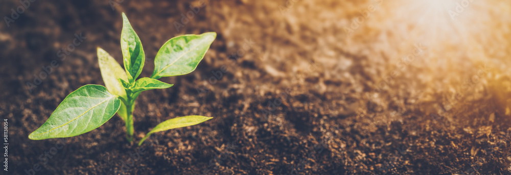 Young pepper sprout in the morning light in black soil.