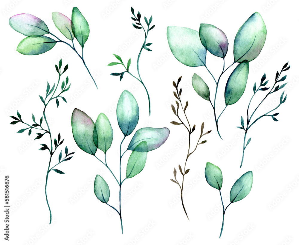 watercolor drawing. set of transparent eucalyptus leaves. green transparent eucalyptus leaves isolat