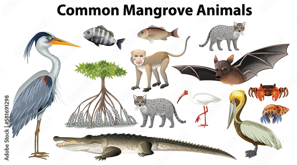 Common mangrove animals collection