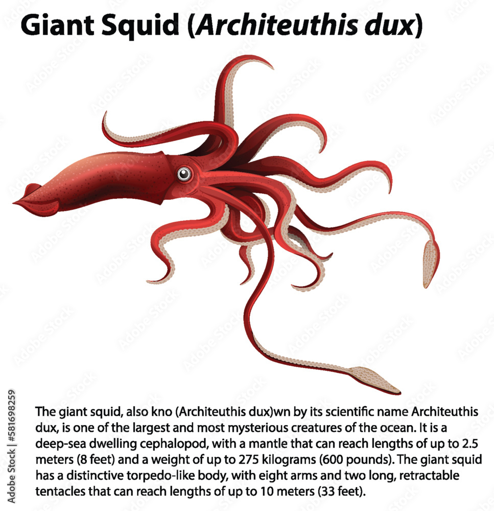 Giant Squid (Architeuthis dux) Vector