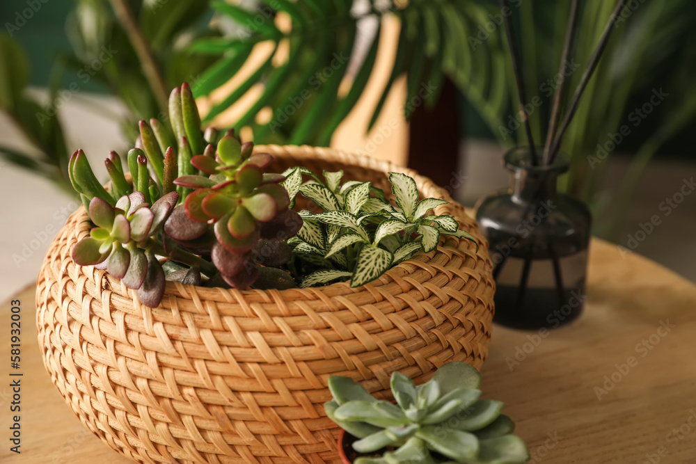 Basket with succulents on table in living room, closeup