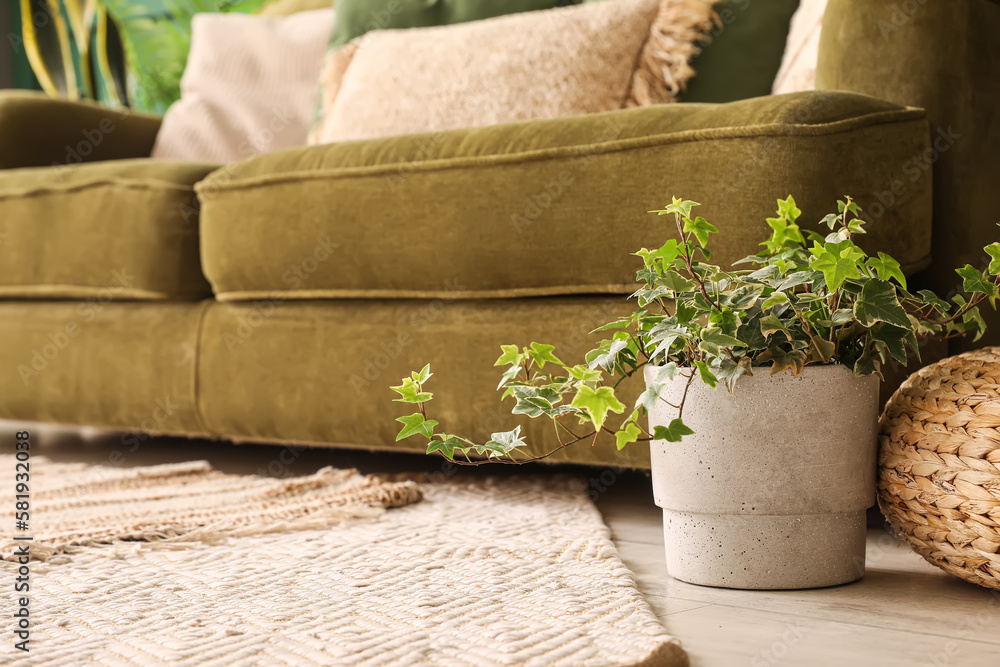 Green houseplant near sofa in living room