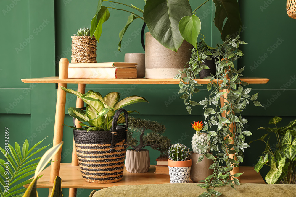 Shelving unit with green houseplant in living room