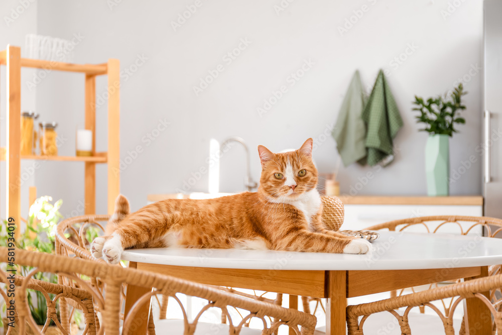 Cute red cat lying on dining table in kitchen