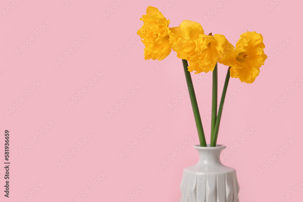 Vase with narcissus flowers on pink background