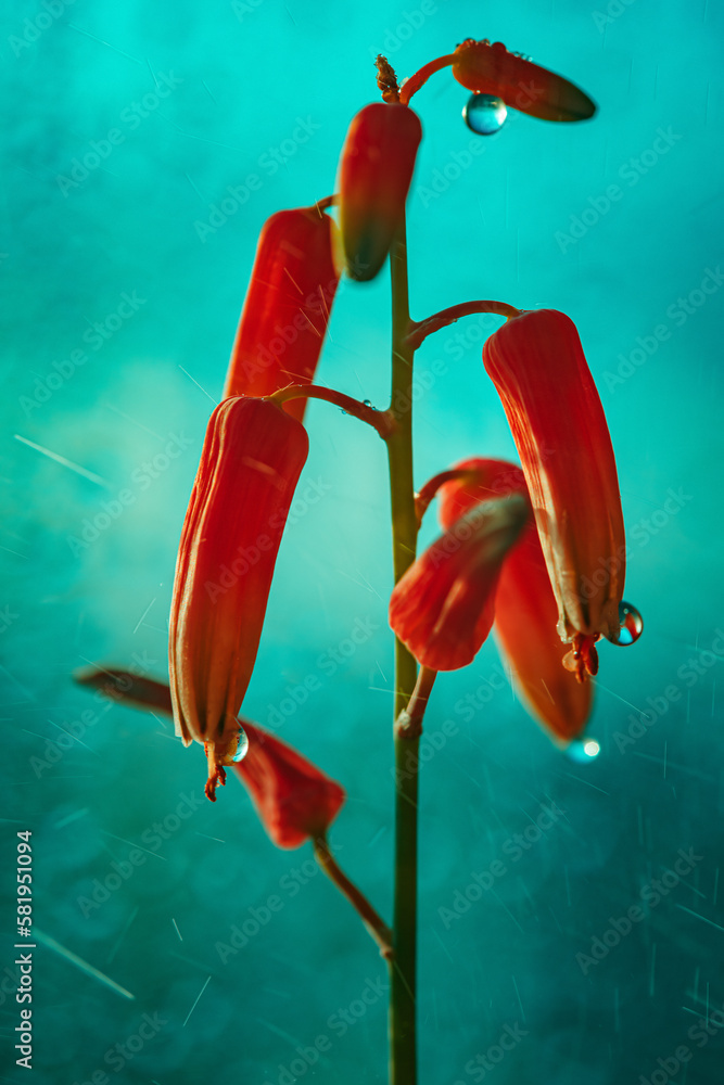 Plant with water splash close-up, red aloe blossom