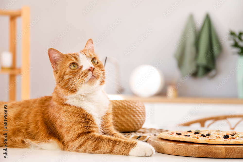 Cute red cat lying on dining table in kitchen