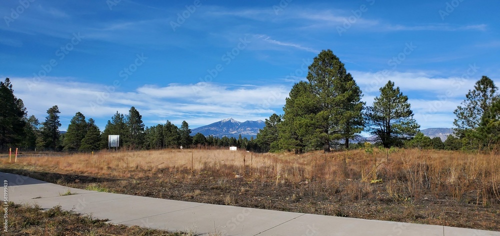 landscape with trees and mountains