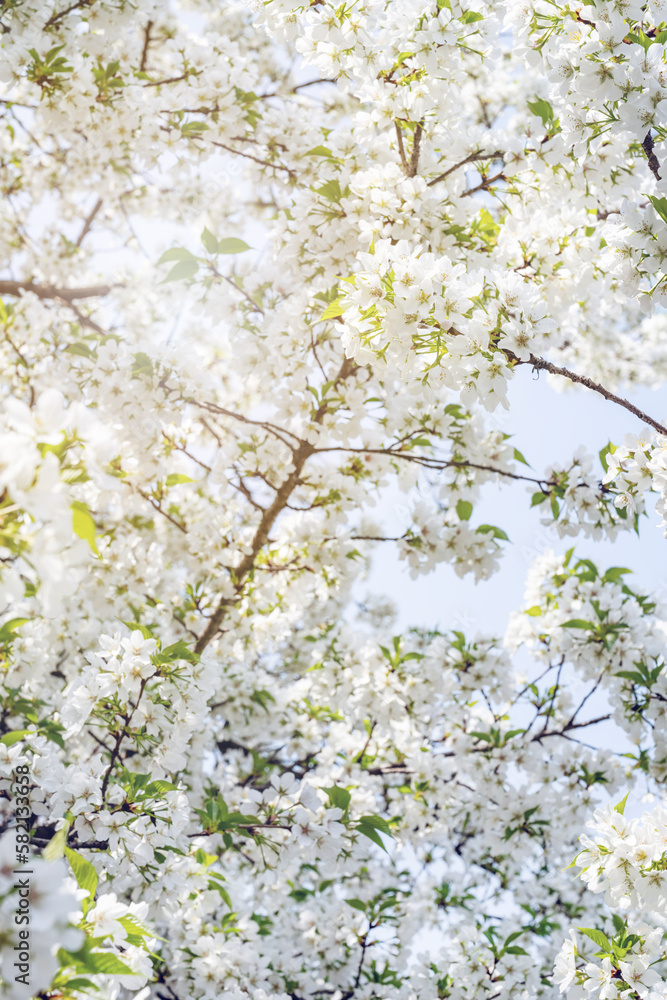 white cherry blossoms in spring