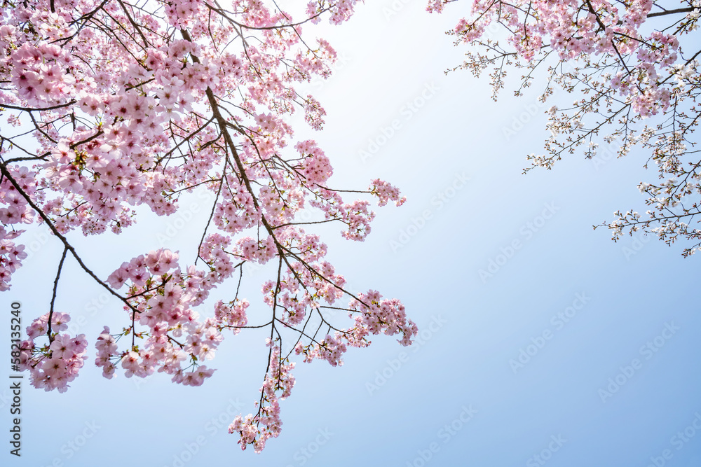 pink cherry blossoms in spring