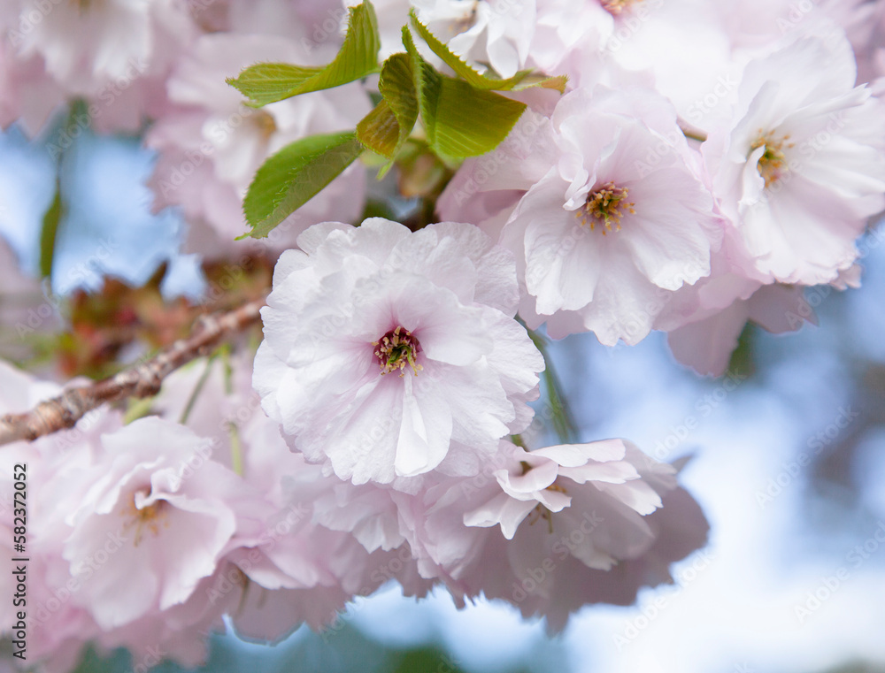 八重桜。日本の春。 