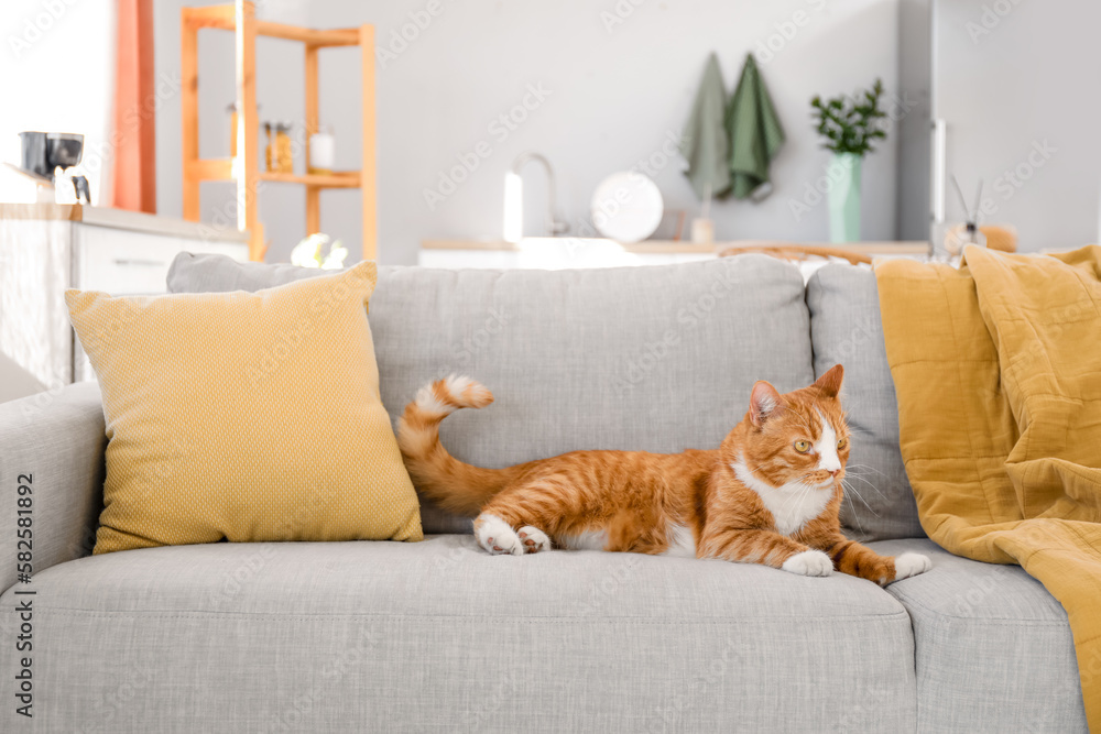 Cute red cat lying on grey couch at home