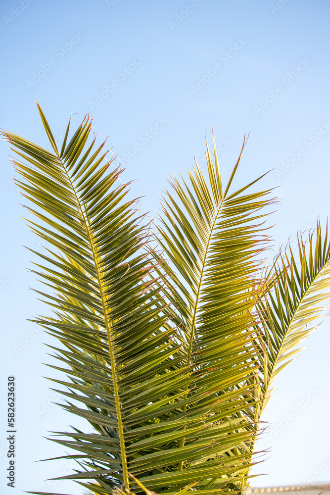 Green palm leaves against the blue sky, tropical paradise background.