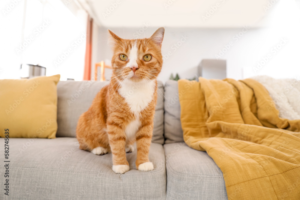 Cute red cat sitting on grey couch at home