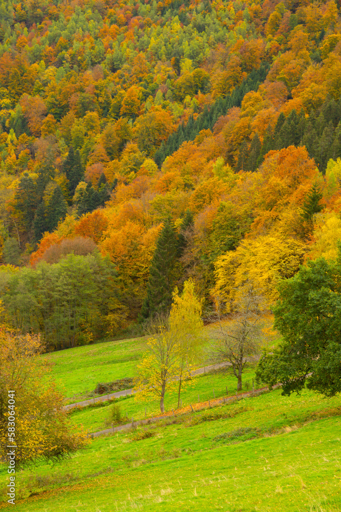 Scenic colorful foliage forest with grassland and sheep next to Einruhr, Simmerath, Germany