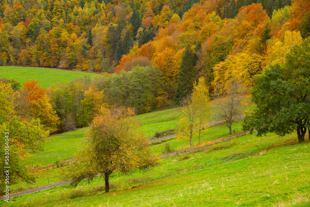 Scenic colorful foliage forest with grassland and sheep next to Einruhr, Simmerath, Germany