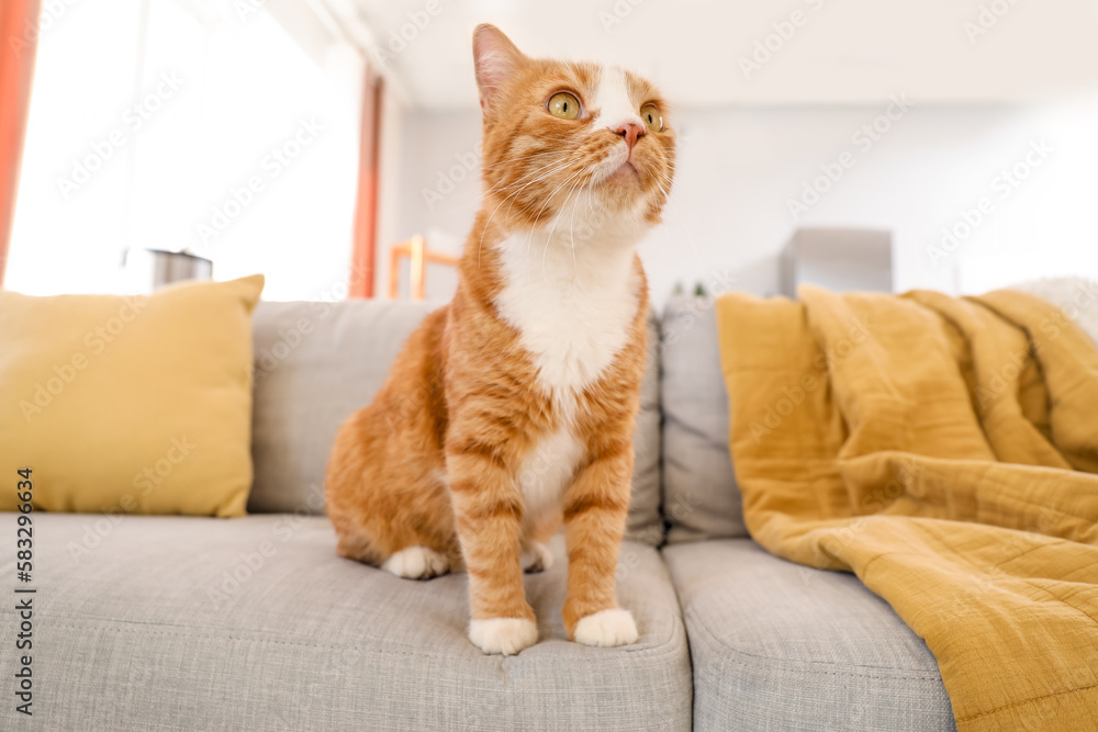 Cute red cat sitting on grey couch at home