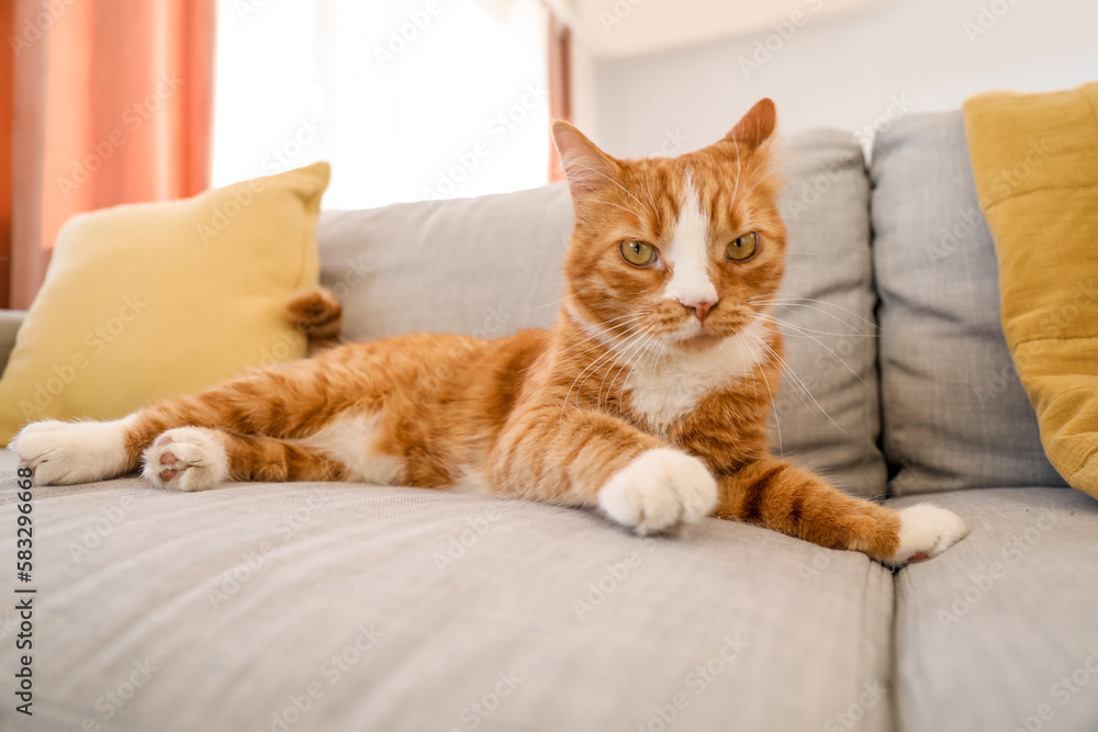 Cute red cat lying on grey couch at home