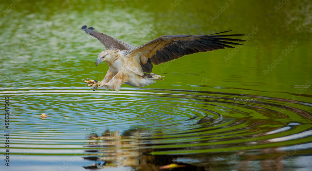 White-bellied sea eagle (Haliaeetus leucogaste) 