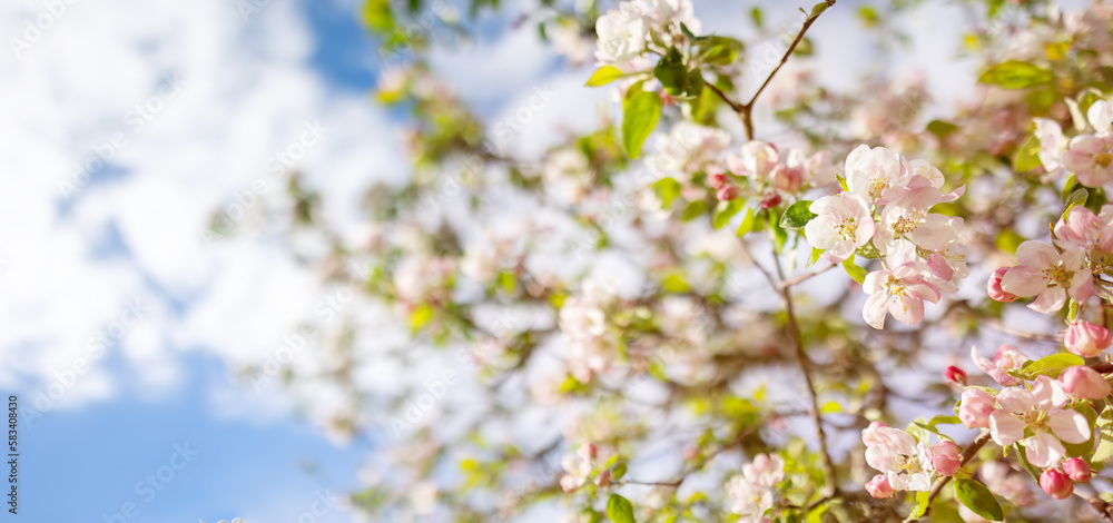 Blooming apple tree in spring in the garden.