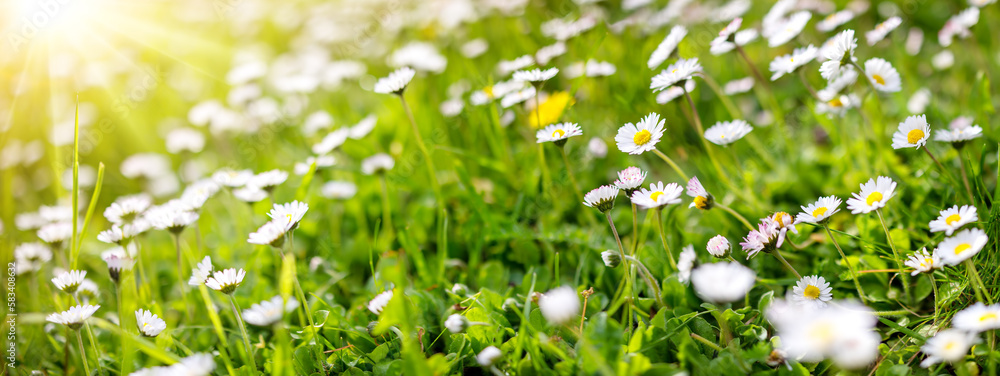 Panoramic view of the blooming daisies on the spring field.