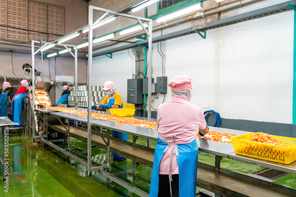 Group of Workers select and trimming tomatoes on production line in a food processing plant. industr