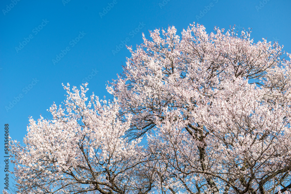 満開の桜と青空。日本の春の象徴的な風景。