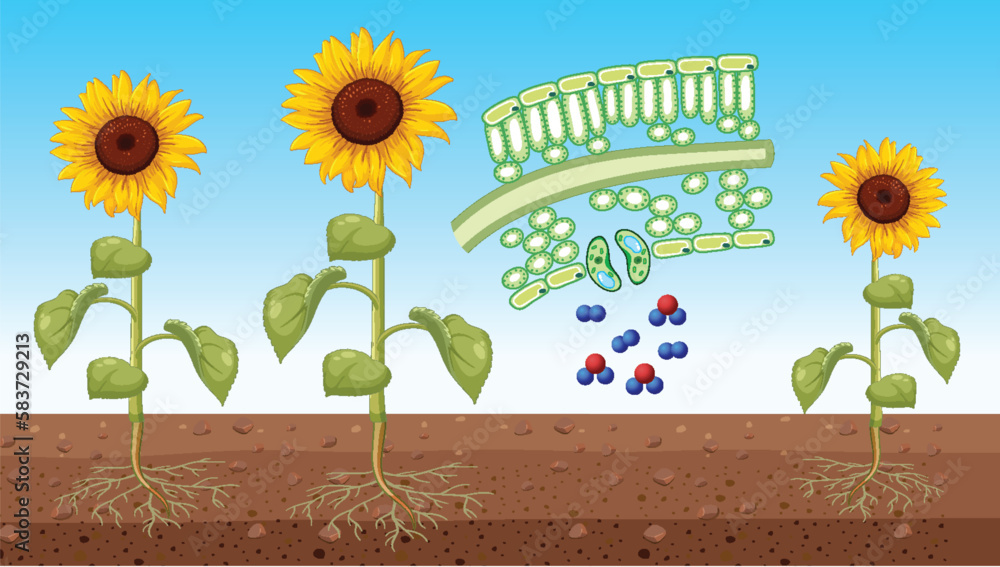 Sunflower showing leaf cell