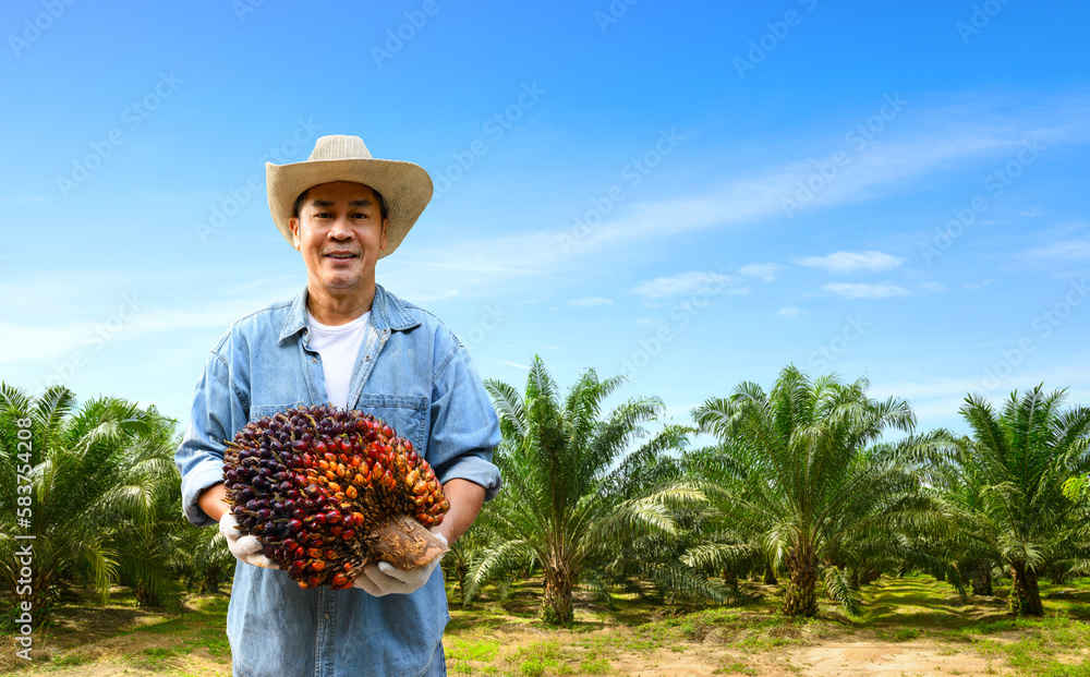 Asian man holding large palm oil bunch with palm plants background.