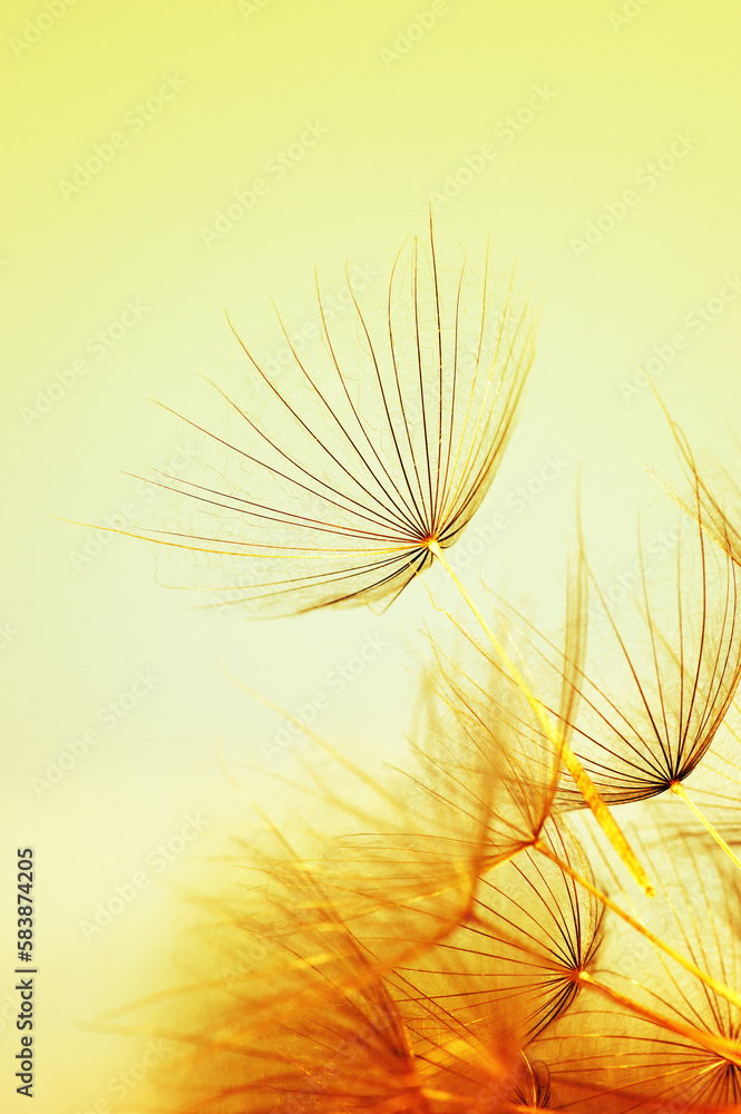 Dandelion flower on sun