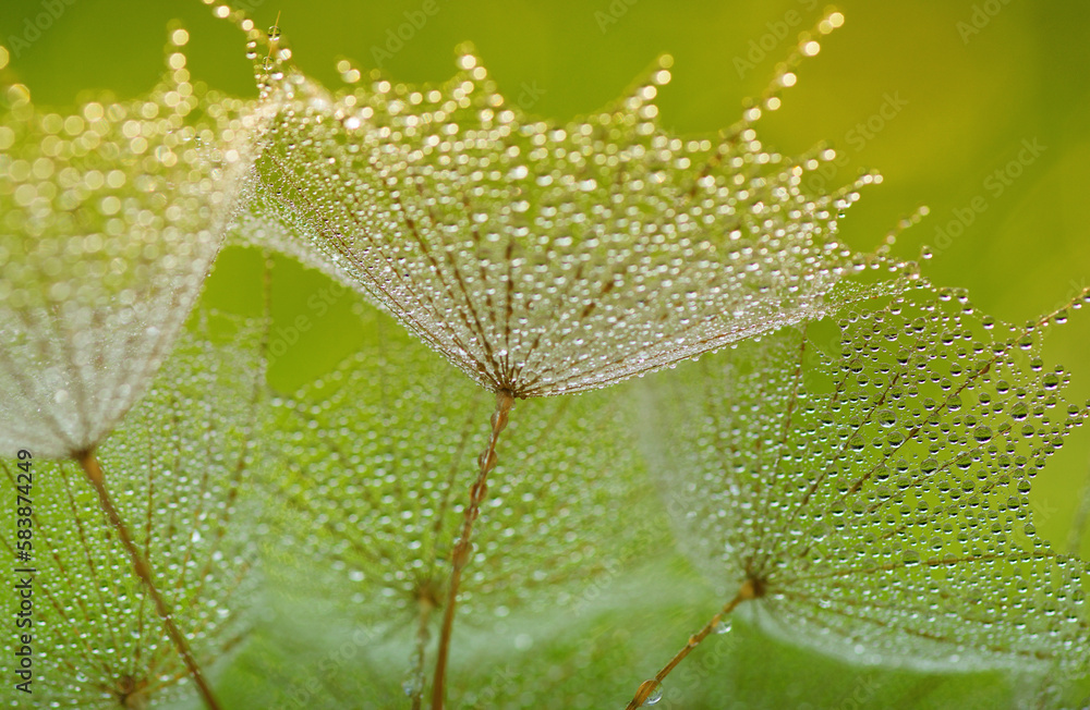 Dandelion flower background in water