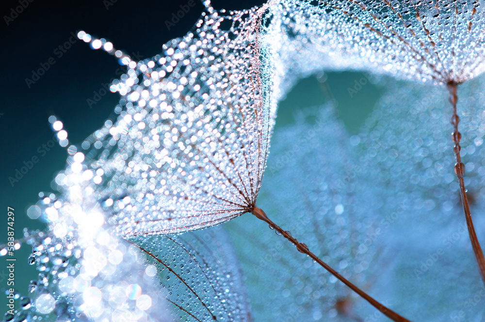 Dandelion flower background in water