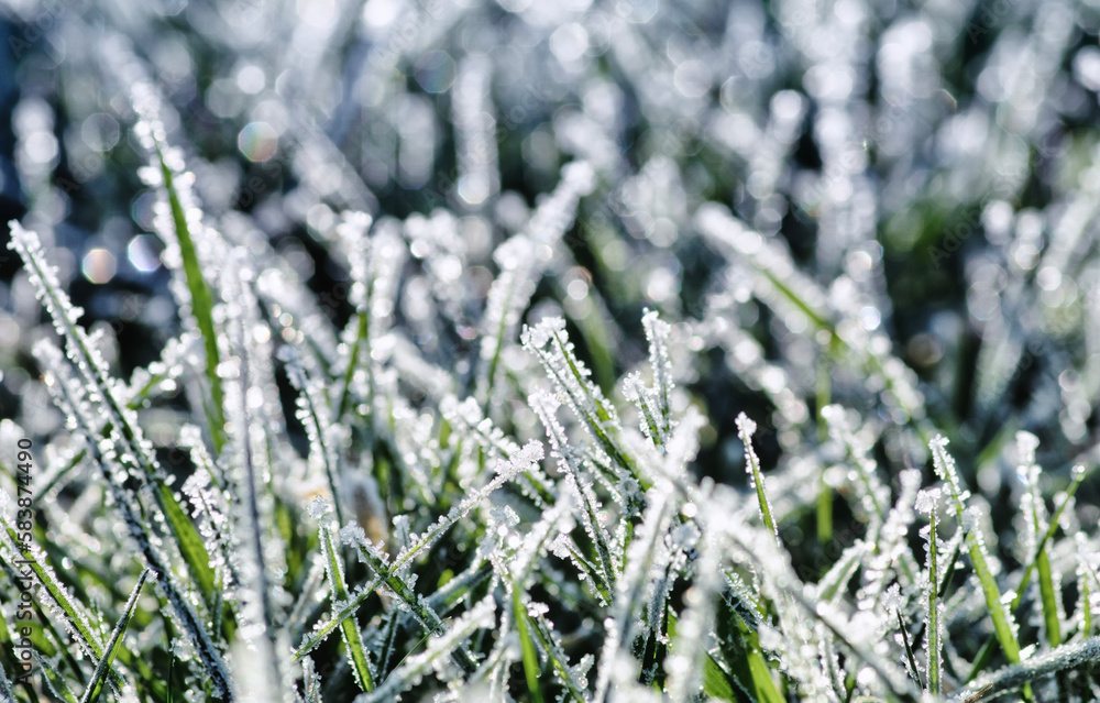 Winter background, morning frost in the grass