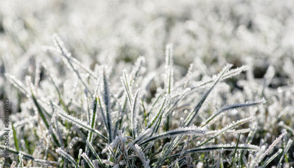  frost on the grass in the field