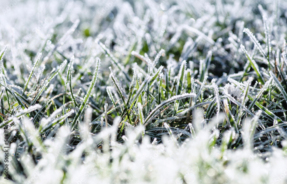 Frost on the plants. Ice grass. Beautiful winter background