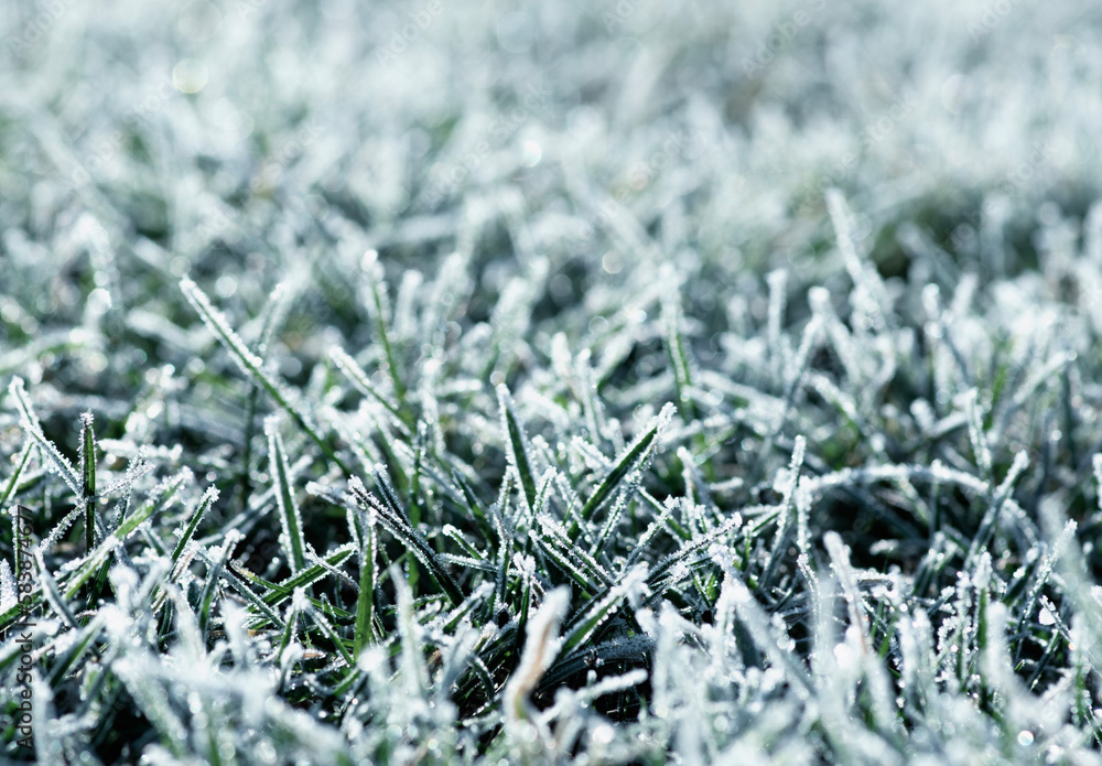  frost on the grass in the field