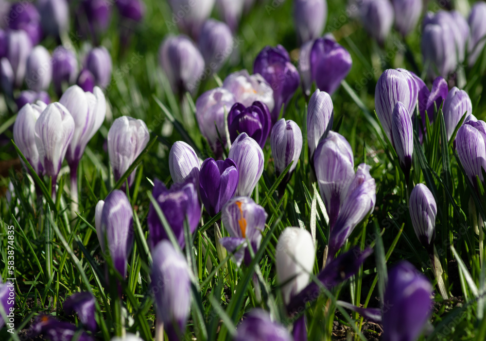 purple crocus flowers in a grass