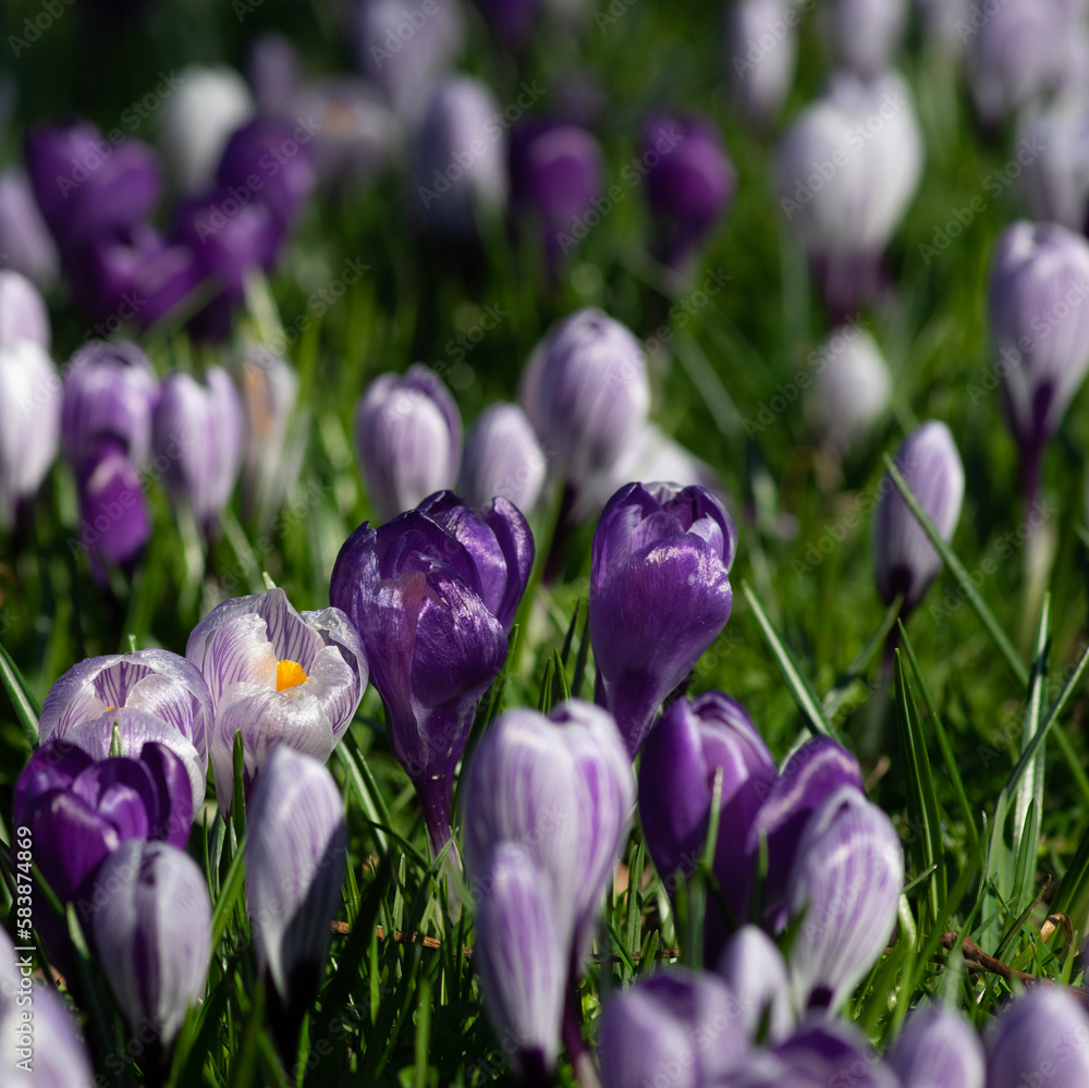 purple crocus flowers in a grass