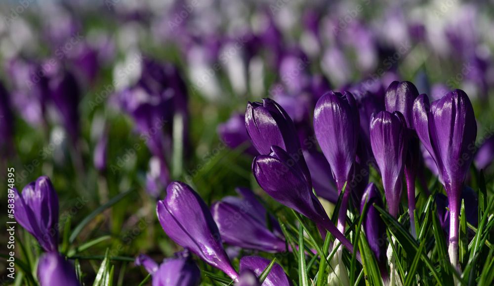 purple crocus flowers in a grass