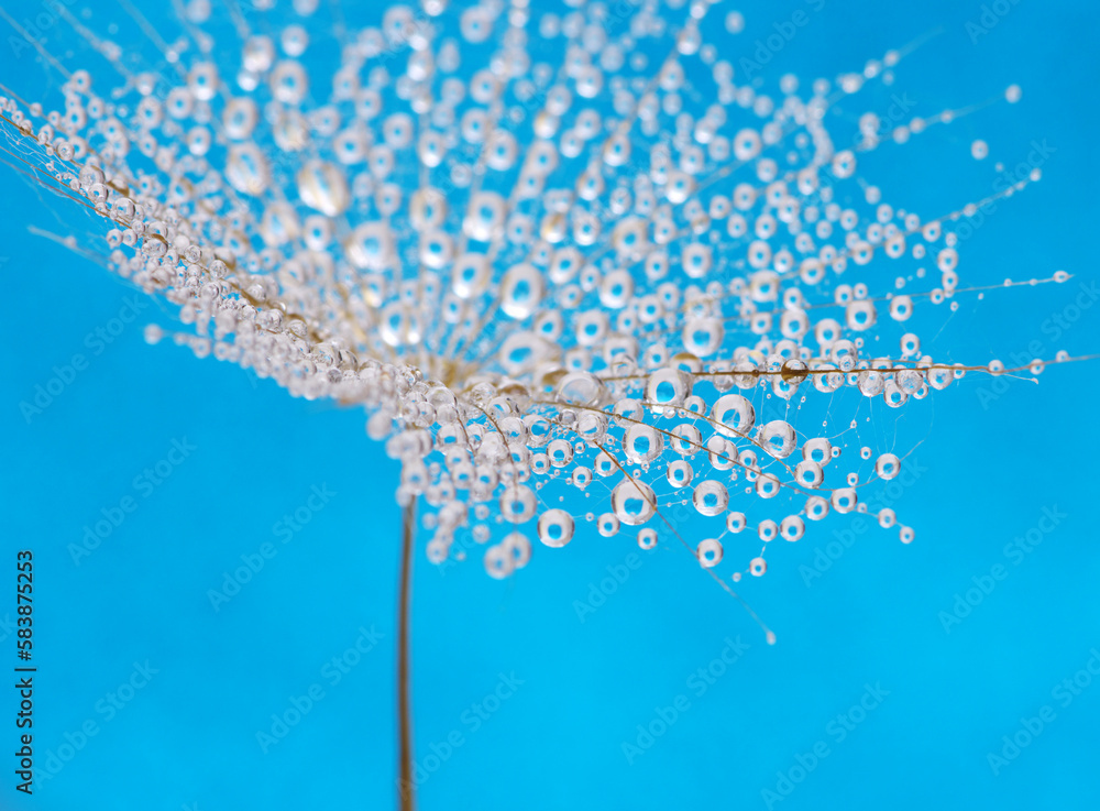 Dandelion flower background in water