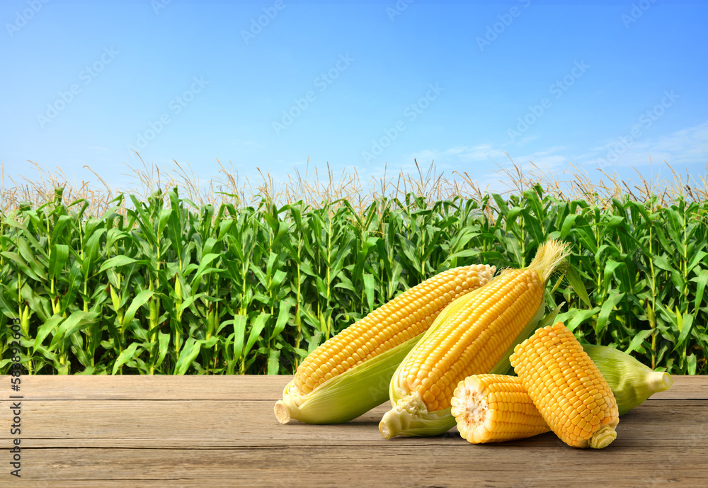 Corn cobs on wooden table with corn plantation field background.