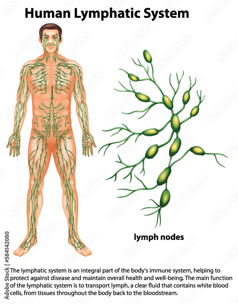 Human Lymphatic System with Explanation