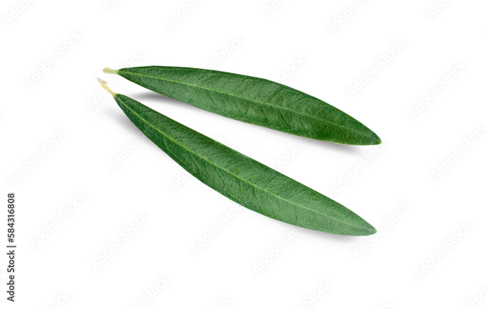 Fresh olive leaves isolated on white background.