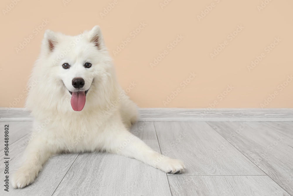 White Samoyed dog lying near beige wall