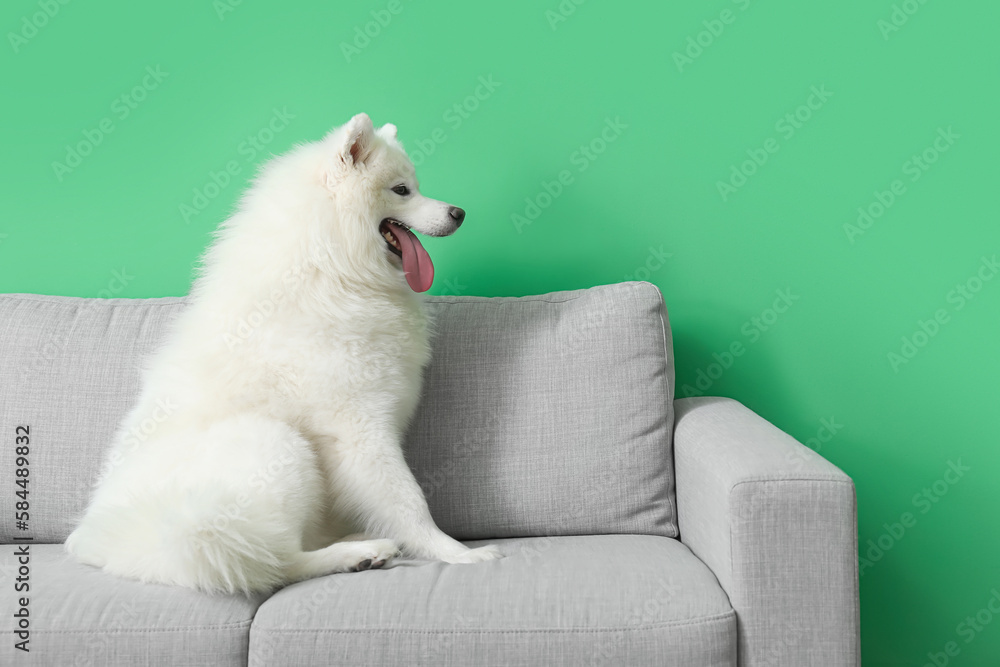 White Samoyed dog sitting on sofa near green wall