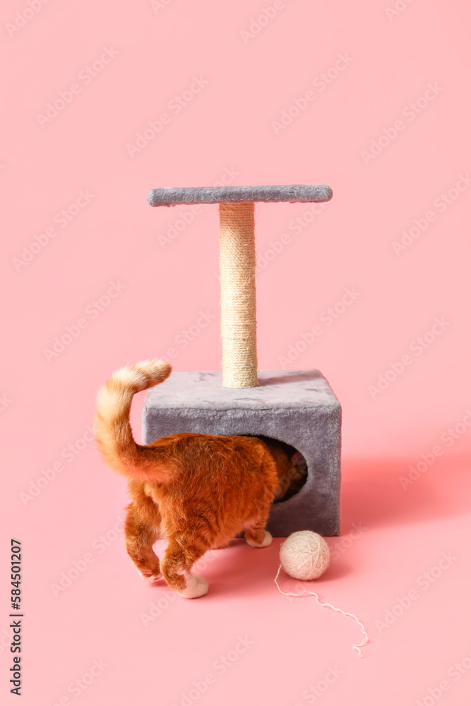 Funny red cat near scratching post on pink background