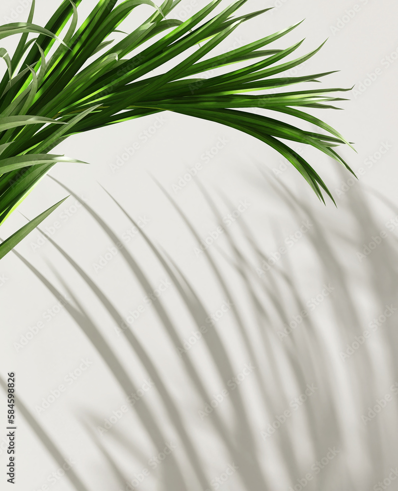 Fresh tropical green palm branch in sunlight, leaf show on blank clean cream white background for lu